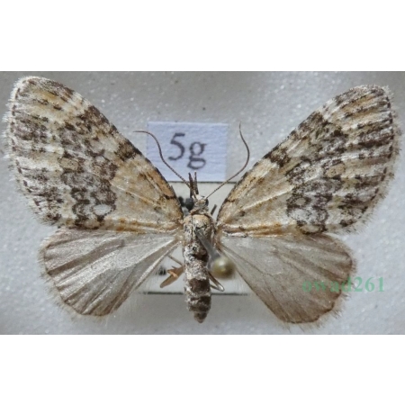 Acasis viretata (Hübner, 1799) Płatynka zielonka Czech5g